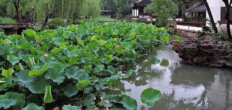 24全新资讯详情-拙政园荷文化节_08.jpg